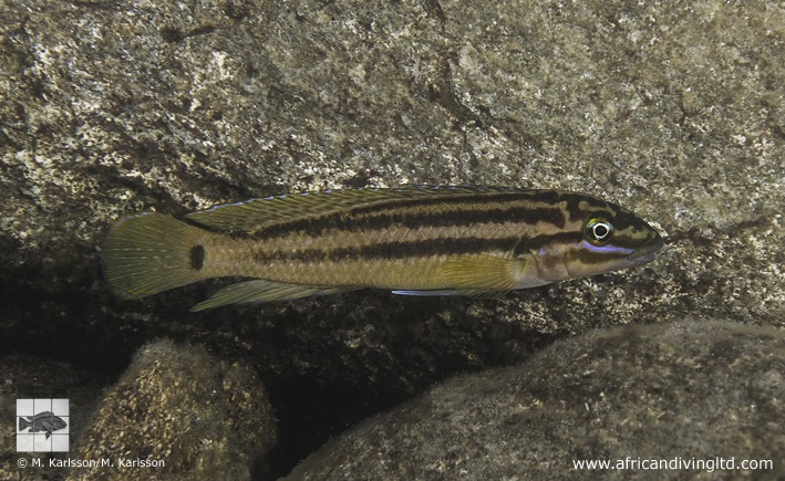 Julidochromis cf. marksmithi 'Lufungu Bay'